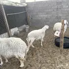 القصيم البدايع