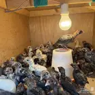 يتوفر صوص فيومي للبيع