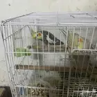 سلام عليكم جوز كروان منتاج