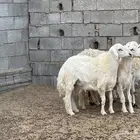 طليان مراح حريه