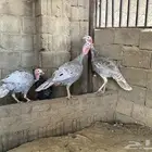 دجاج رومي