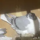 زاجل (افغانيات)