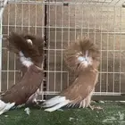 مجموعة بلاجيك جاكوبين