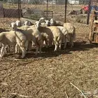 رخال عددها تسع