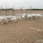 ماعز
