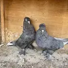 للبيع جوز تركي طحيني مذيل غرر