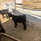 جفرتين عاضيه