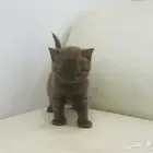 مجموعة كيتن للبيع