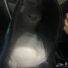 cat for adaptation Free -Persian white pregnant