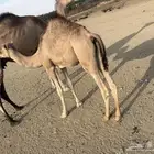 قعود للبيع