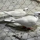 طبه حمام ياكريم صدفي دبل كرست