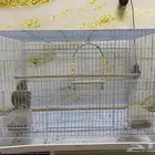 طائر الكروان