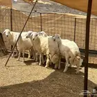 ذبائح العيد حري وسواكن