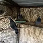 حمام صنعاوي - عنيزة