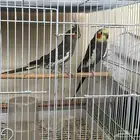 زوج كروان منتج غير اليف