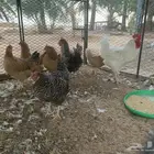 دجاج تركي فاخر
