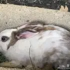 أرنب للبيع انثاء