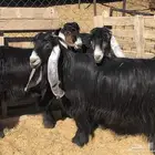 ثلاث معزا مضاريع