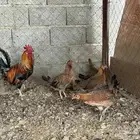 طقم دجاج عربي لون فري
