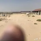 اسطبل في الاحساء للإيجار