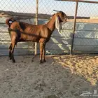 البيع عنز مشروكة دافع في الخرج