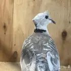 حمام ياكريم قرزل مع انتاجه