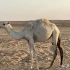 قعود للبيع ماسيم