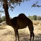 بكره لقحه