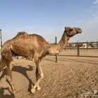 قعود للبيع