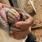 ولدها رخل ذبيحه بعمر ثلاثه اشهر ونص