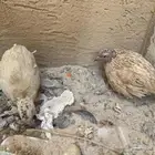 سمان حبتين للبيع