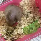 هامستر سوري انثى