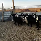 12 معزاء طيبات واشباب للبيع
