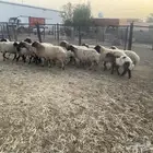 غنم نعيم مطافيل