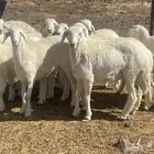 رخال حريات طيبه