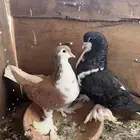 حمام شيرازي جوزين حجم كبير ما شاء الله تبارك الله