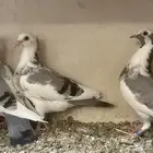 زاجل سباق