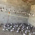 حمام سلفر حول 50 جوز عشه كامله شرط صحه وانتاج