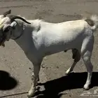 تيس بيشي مشروط