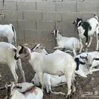 جدة
