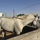 حصان