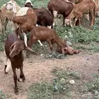 34 ضان سواكني تحتها 16