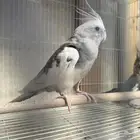 جوز كروان هولندي منتج للبيع