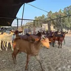 تيوس محايل وعسير للثلاجة والكشتات