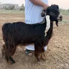 تيس عارضي