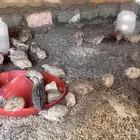 سمان او فري