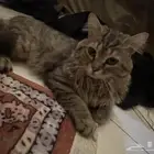 قطه للتبني يولزم رسوم للعنايه واكل والشرب والبوكس