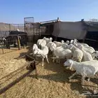 رخال حرش حريات صنف