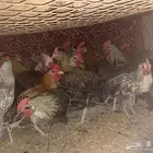 الحمضه