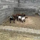 تيوس وعنقان 12